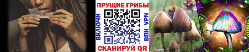 Галлюциногенные грибы Psilocybe  закладка  Котельниково 